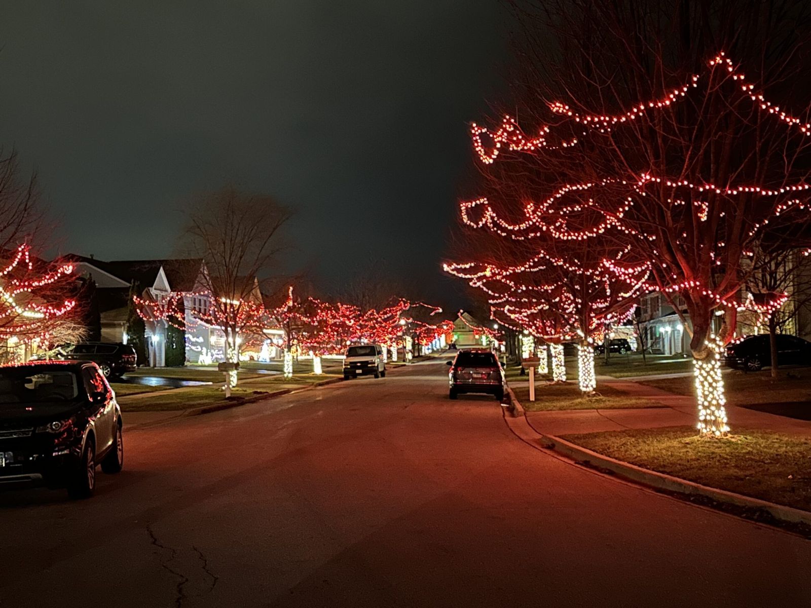 Georgian Place parkway trees lit in red and white for Christmas